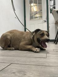 Shelter Stray Female Dog last seen Near BLOCK NUGGET AVE, LAKE ISABELLA CA 93240, 14891 CA-178, Lake Isabella, CA 93240, USA