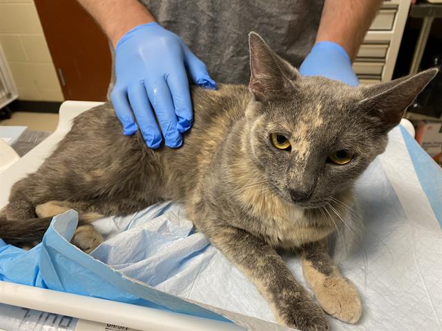 Shelter Stray Female Cat last seen , 3839 W Burnham St, West Milwaukee, WI 53215, USA