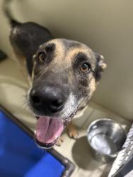 Shelter Stray Male Dog last seen Near BLOCK GLENN ST, BAKERSFIELD CA 93312, 3951 Fruitvale Ave, Bakersfield, CA 93308, USA