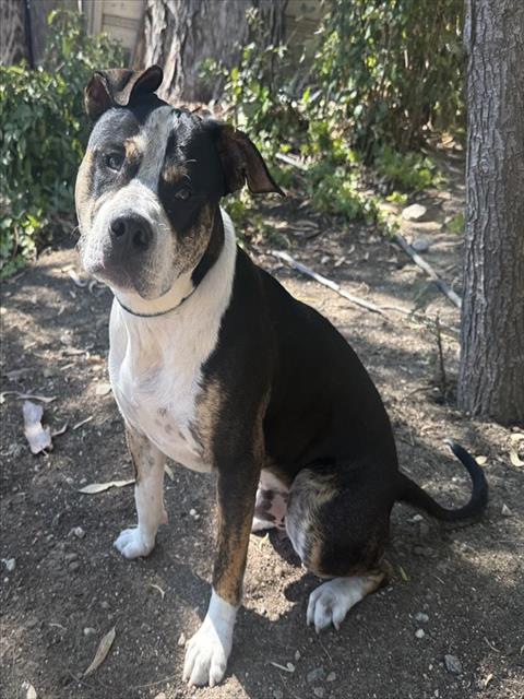Shelter Stray Male Dog last seen , 29525 Agoura Rd, Agoura Hills, CA 91301, USA