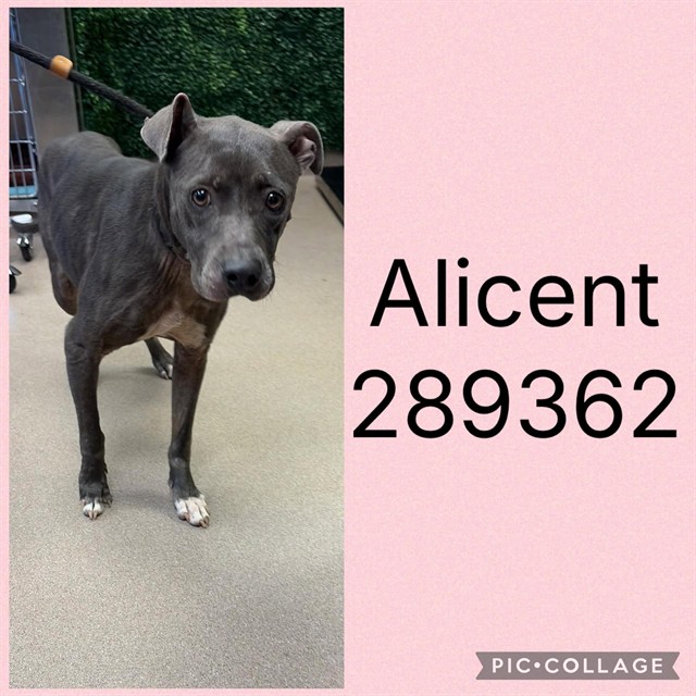 Shelter Stray Female Dog last seen FULTON MILL RD, 4214 Fulton Mill Rd, Macon, GA 31216, USA