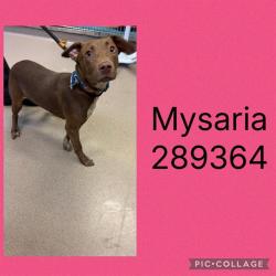 Shelter Stray Female Dog last seen RIVERSIDE DR, 4214 Fulton Mill Rd, Macon, GA 31216, USA
