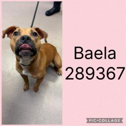 Shelter Stray Female Dog last seen I-75 X I-16 SPLIT, 4214 Fulton Mill Rd, Macon, GA 31216, USA