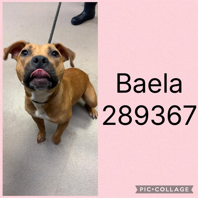 Shelter Stray Female Dog last seen I-75 X I-16 SPLIT, 4214 Fulton Mill Rd, Macon, GA 31216, USA