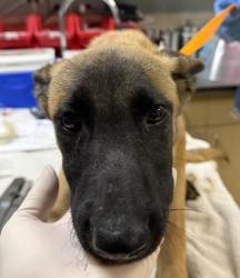 Shelter Stray Female Dog last seen Near BLOCK VAN BUREN BLVD, JURUPA VALLEY, CA, 6851 Van Buren Boulevard, Jurupa Valley, CA 92509, USA