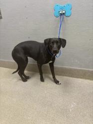 Shelter Stray Female Dog last seen Near BLOCK S LAS VEGAS BLVD, HENDERSON NV 89044, 655 N Mojave Rd, Las Vegas, NV 89101, USA