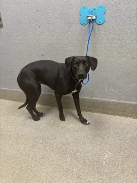 Shelter Stray Female Dog last seen Near BLOCK S LAS VEGAS BLVD, HENDERSON NV 89044, 655 N Mojave Rd, Las Vegas, NV 89101, USA