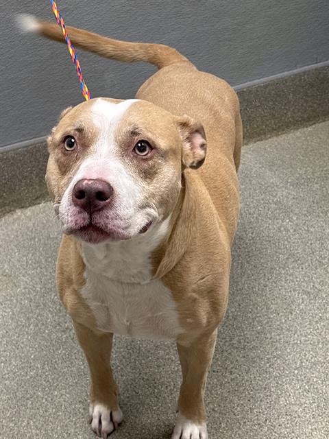 Shelter Stray Female Dog last seen Near BLOCK BOULDER HWY, LAS VEGAS NV 89121, 655 N Mojave Rd, Las Vegas, NV 89101, USA