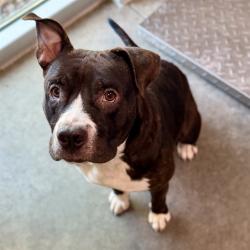 Shelter Stray Male Dog last seen FARMINGDALE RD, CLERMONT, 12280 County Rd 448, Tavares, FL 32778, USA