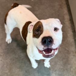 Shelter Stray Male Dog last seen FARMINGDALE RD, CLERMONT, 12280 County Rd 448, Tavares, FL 32778, USA