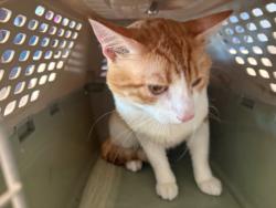 Shelter Stray Male Cat last seen , West Valley Animal Shelter, 20655 Plummer St, Chatsworth, CA 91311, USA