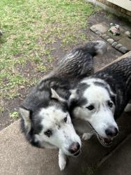 Reunited Male Dog last seen La Prada / Duck Creek, Garland, TX 75043