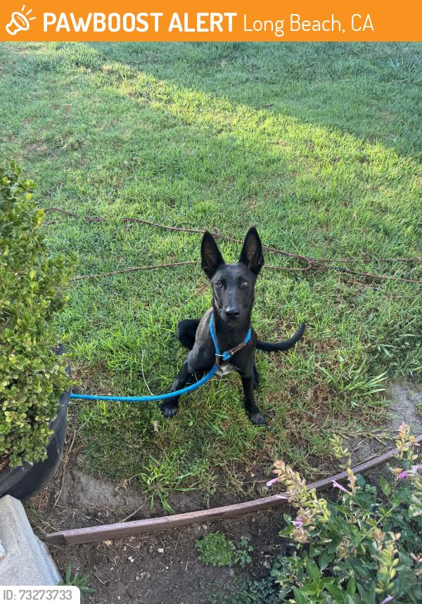 Found/Stray Female Dog last seen Hill st and Granada Ave, Long Beach, CA 90815