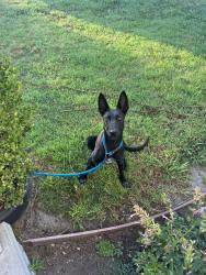 Found/Stray Female Dog last seen Hill st and Granada Ave, Long Beach, CA 90815