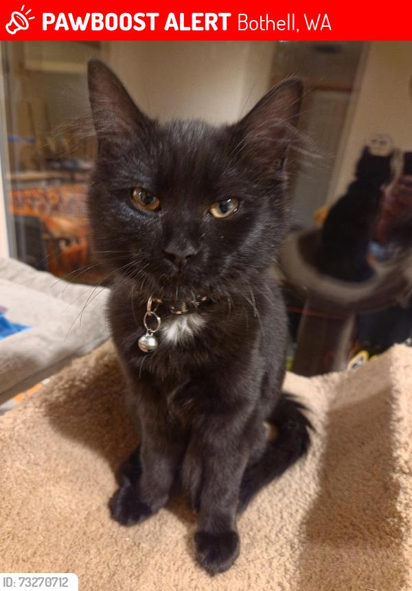 Lost Male Cat last seen locust way and 18th pl w, Bothell, WA 98021