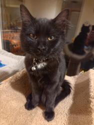 Lost Male Cat last seen locust way and 18th pl w, Bothell, WA 98021