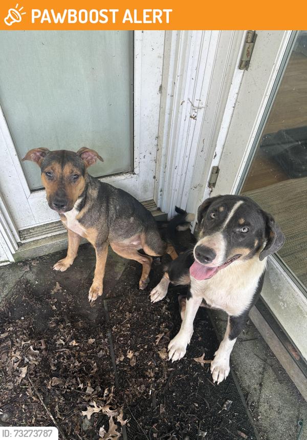 Found/Stray Unknown Dog last seen Sloan Road and Edward’s Store Road, Spartanburg County, SC 29651