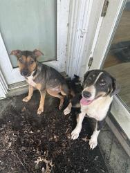 Found/Stray Unknown Dog last seen Sloan Road and Edward’s Store Road, Spartanburg County, SC 29651