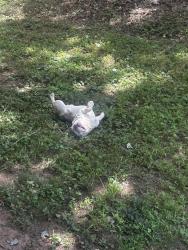 Reunited Male Dog last seen clover ln and meadow dr, Douglas County, GA 30122