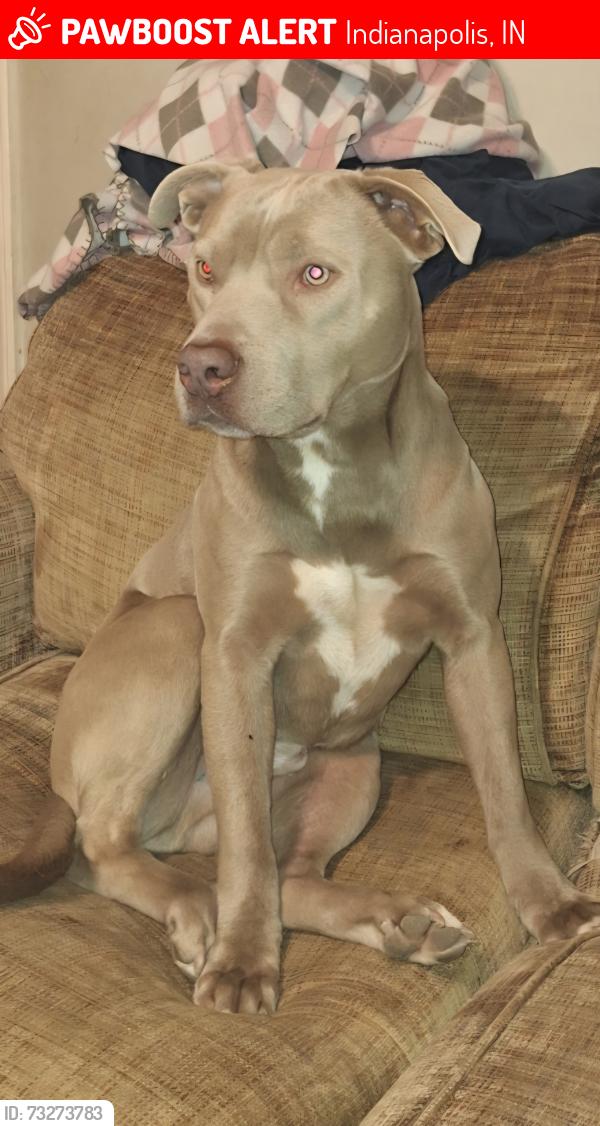 Lost Male Dog last seen Delmar st., Indianapolis, IN 46241