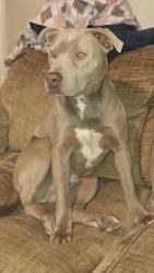 Lost Male Dog last seen Delmar st., Indianapolis, IN 46241