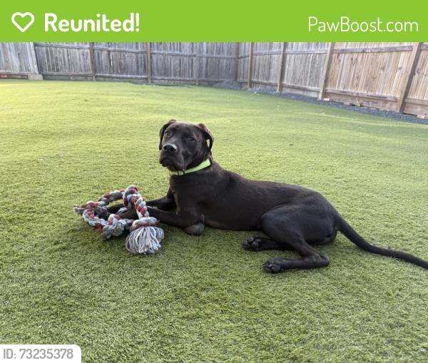 Reunited Male Dog last seen Rosalie, Houston, TX 77004