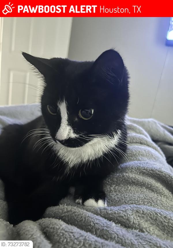 Lost Female Cat last seen Office City, Houston, TX 77012