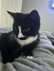 Lost Female Cat last seen Office City, Houston, TX 77012