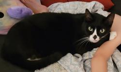 Lost Male Cat last seen Silk Oak Park / Brodie & Silk Oak, Austin, TX 78748