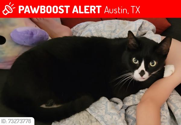 Lost Male Cat last seen Silk Oak Park / Brodie & Silk Oak, Austin, TX 78748