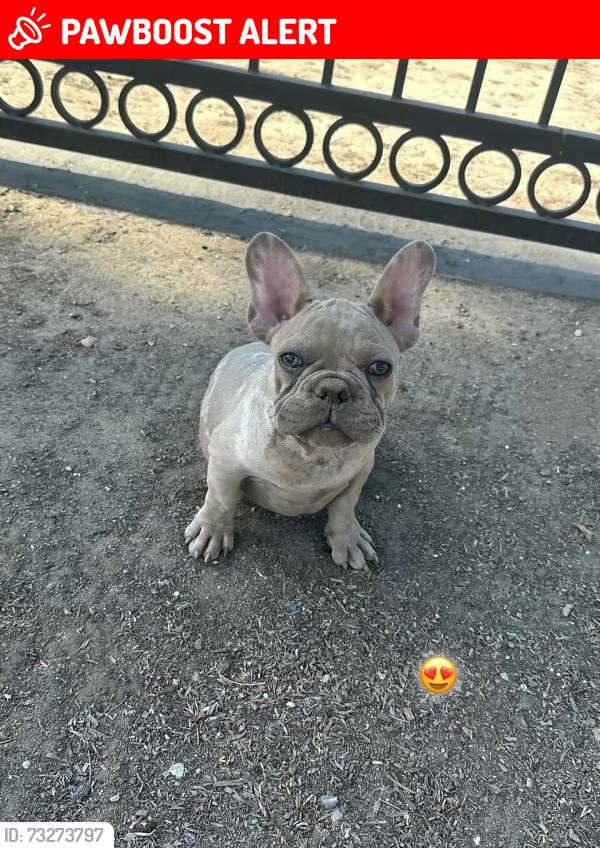 Lost Male Dog last seen Ramona & Phillips CHINO / ONTARIO / POMONA, San Bernardino County, CA 91710