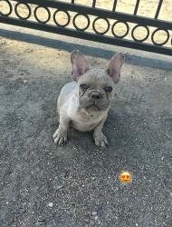 Lost Male Dog last seen Ramona & Phillips CHINO / ONTARIO / POMONA, San Bernardino County, CA 91710
