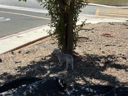 Found/Stray Unknown Dog last seen Last seen by the by the school’s parkinglot heading from Sugarloaf onto Highlander towards, Riverside, CA 92507