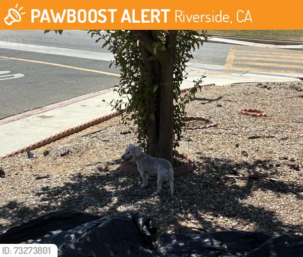 Found/Stray Unknown Dog last seen Last seen by the by the school’s parkinglot heading from Sugarloaf onto Highlander towards, Riverside, CA 92507