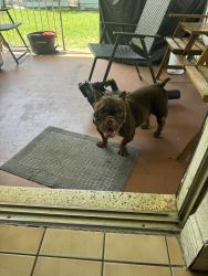 Found/Stray Female Dog last seen Near, Hialeah, FL 33014