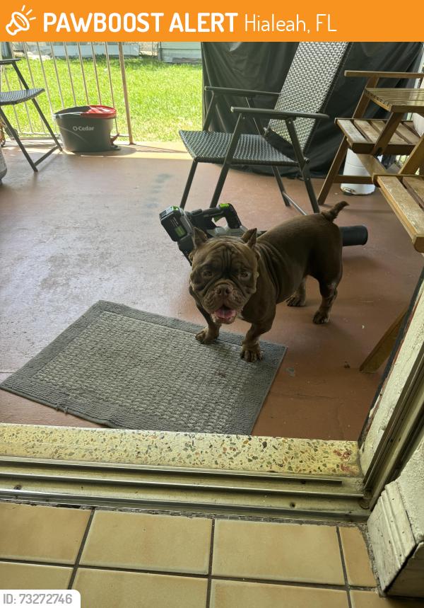 Found/Stray Female Dog last seen Near, Hialeah, FL 33014
