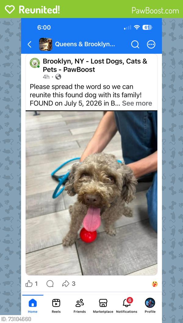Reunited Female Dog last seen Near Ave and 63 street, Brooklyn, NY 11219