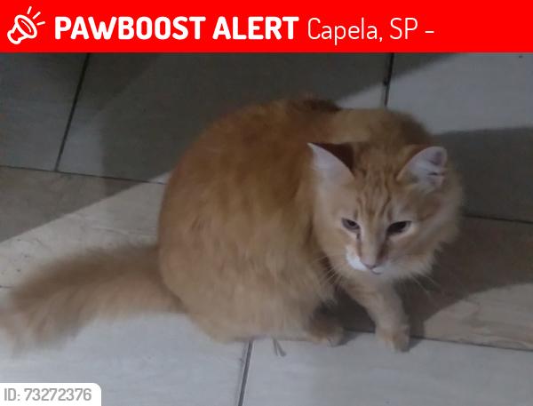 Lost Male Cat last seen Super Mercado Bahia na Rua Robson Borges Ramos, Capela, SP 13285-606