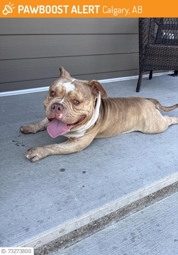 Found/Stray Male Dog last seen Walcrest Gate SE, Calgary, AB 