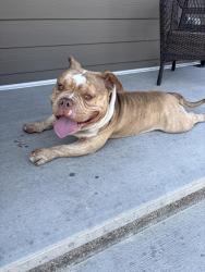 Found/Stray Male Dog last seen Walcrest Gate SE, Calgary, AB 