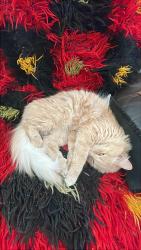 Reunited Male Cat last seen n. oltendorf and chrisman, Streamwood, IL 60107