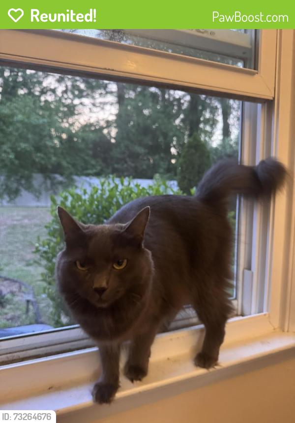 Reunited Female Cat last seen Ingram and Tulane, Raleigh, NC 27604
