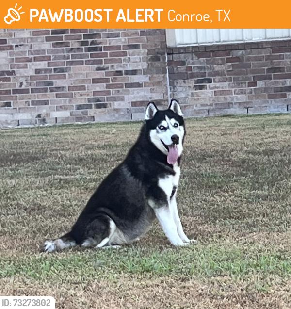 Found/Stray Male Dog last seen Crighton rd by train tracks moving towards 45, Conroe, TX 77301