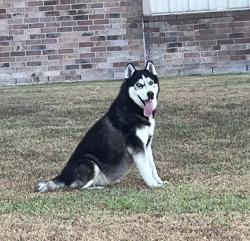 Found/Stray Male Dog last seen Crighton rd by train tracks moving towards 45, Conroe, TX 77301