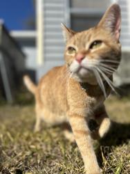 Lost Female Cat last seen Fairway rd and marigold ave, Kissimmee, FL 34759