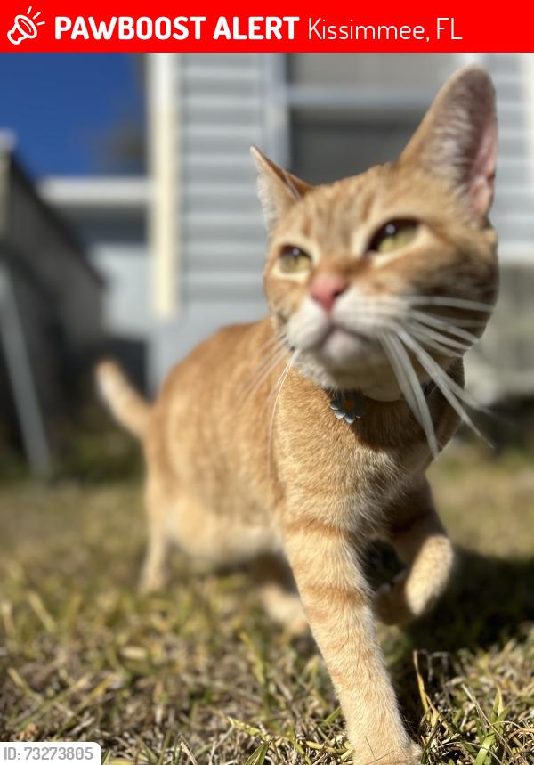 Lost Female Cat last seen Fairway rd and marigold ave, Kissimmee, FL 34759