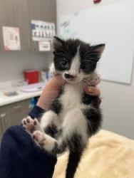 Shelter Stray Female Cat last seen Monroe Ave, 64127, MO, 7077 Elmwood Ave, Kansas City, MO 64132, USA