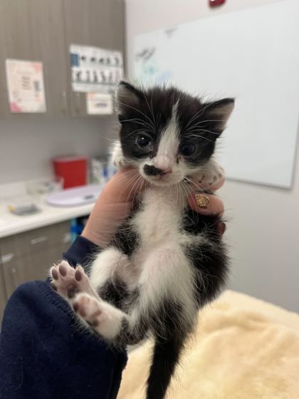 Shelter Stray Female Cat last seen Monroe Ave, 64127, MO, 7077 Elmwood Ave, Kansas City, MO 64132, USA