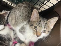 Shelter Stray Female Cat last seen Near Illinois ave, Lucas County, OH, 827 Illinois Ave, Maumee, OH 43537, USA