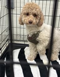 Shelter Stray Male Dog last seen Near Strabridge, 21234, MD, 2490 Giles Rd, Baltimore, MD 21225, USA